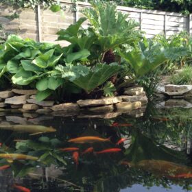 FenHort Pond Gunnera