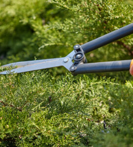 Hands of gardener in orange gloves are trimming the overgrown green shrub using hedge shears on sunny backyard. Worker landscaping garden. Unknown gardener is clipping hedge in spring. Close up